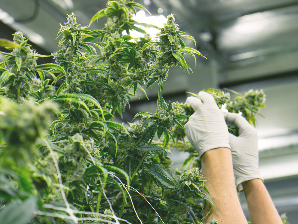international_cannabrands_mission.jpg
